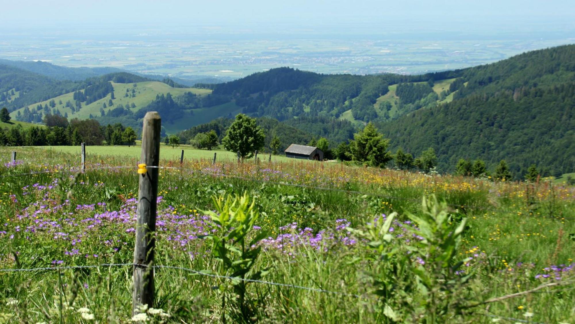 View House, Schauinsland, Black Forest Münstertal Kültér fotó